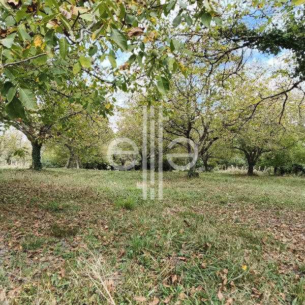 photo_e3342f2199cddfa89fa27bf4ea1bea44